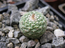 Strombocactus disciformis