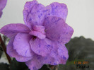 Lavender Love 17-08-2011