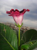 GLOXINIA