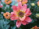 Chrysanth Picomini Orange (2011, Aug.18)