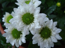 Chrysanth Picomini White (2011, Aug.14)