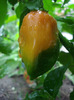 Orange Habanero Pepper (2011, Aug.18)