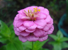 Zinnia elegans (2011, August 18)