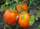 Tomato Campbell (2011, August 18)