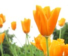 orange_flower