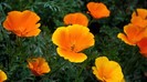 orange_flowers-HD
