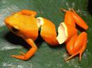 orange_frog