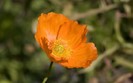 orange-poppy-flower
