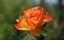 orange-roses--rose-flower-pictures-218