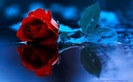 trandafir_rosu_3