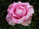 Rose Pink Peace (2011, August 18)