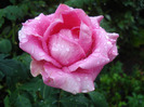 Rose Pink Peace (2011, August 18)