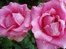 Rose Pink Peace (2011, August 18)