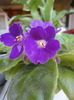 violeta
