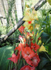 Gladiole in buchet