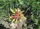 Amarantus tricolor