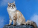 cat is beautyful