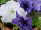 Blue & White petunias, 18aug2011
