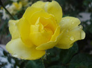 Rose Golden Showers (2011, August 18)