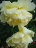 Rose Golden Showers (2011, August 18)