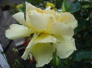 Rose Golden Showers (2011, August 18)
