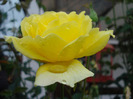Rose Golden Showers (2011, August 18)
