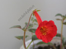 Achimenes Exotic 4