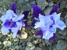 DSC05395