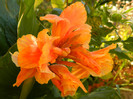 prima floare de canna