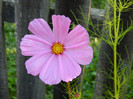 cosmos