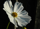 cosmos