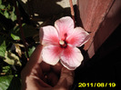 Picture 008