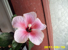 pink dream