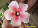 Picture 009