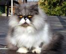 Persian_Cat