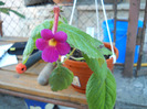 DSCN0939