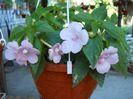 DSCN0949