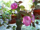 DSCN0944