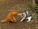 bataie_intre_pisici_1225467679