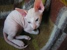 Pisica Rasa Sphynx Petersburg