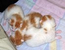 pisici1-2-3