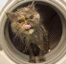 poze-pisici-masini-de-spalat