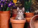 cute_cats_46-t1
