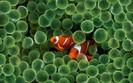 Clown Fish