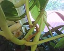 philodendron in plina inflorire?