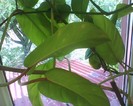 philodendron