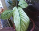 dieffenbachia