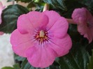 Rose Dream