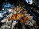 images (56)