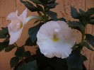 Whitte Glory